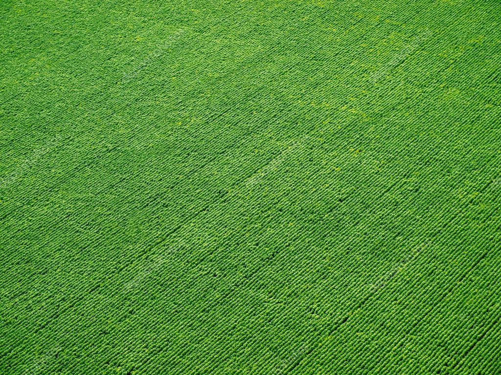 Field From Above