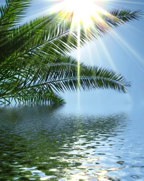 Palm, sun and sea