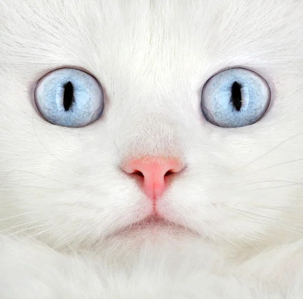 Portrait of a white kitten