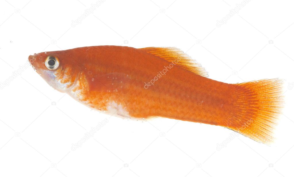 Small Fish Pictures