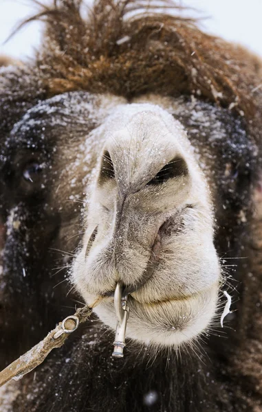 用鼻孔骆驼的头 - 图库照片Yarygin#1134262