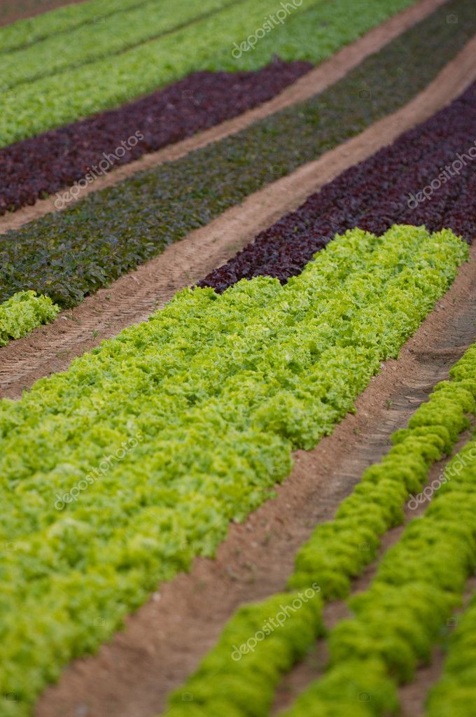 Lettuce Crop