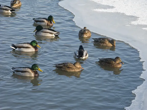Flock of ducks in winter pond