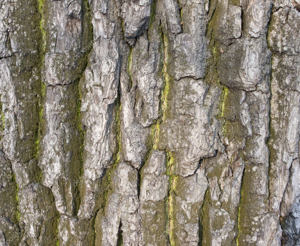 Old Tree Texture