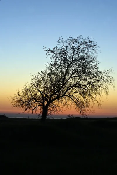 Lonely tree without leaves against a dec — Stock Photo #1309329