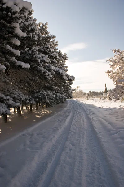Snow road along a pine pine forest