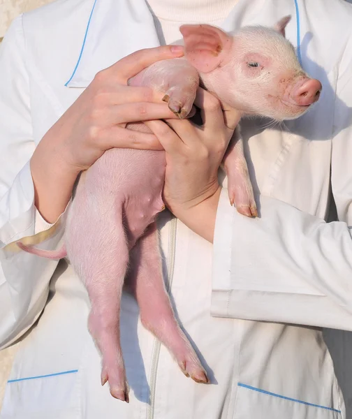 Pig in female hands
