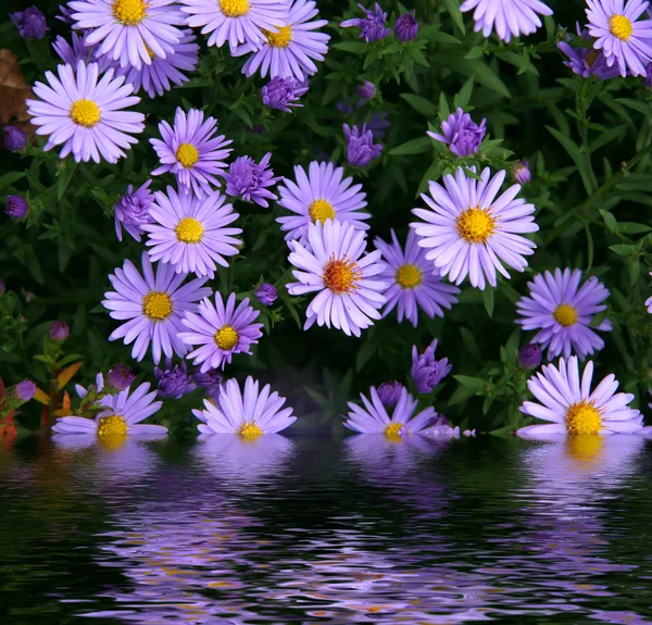 Flowers reflected in water