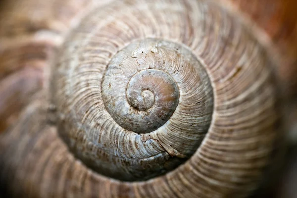Bowl of a wood snail