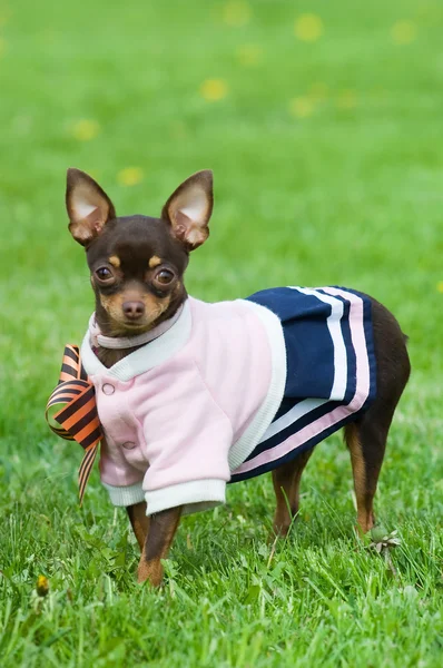 Funny little dog in green grass