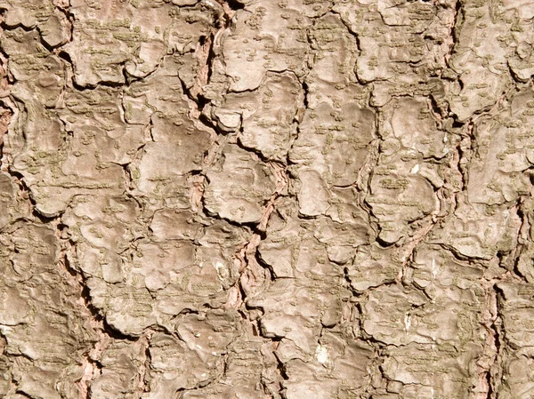 Fir Bark