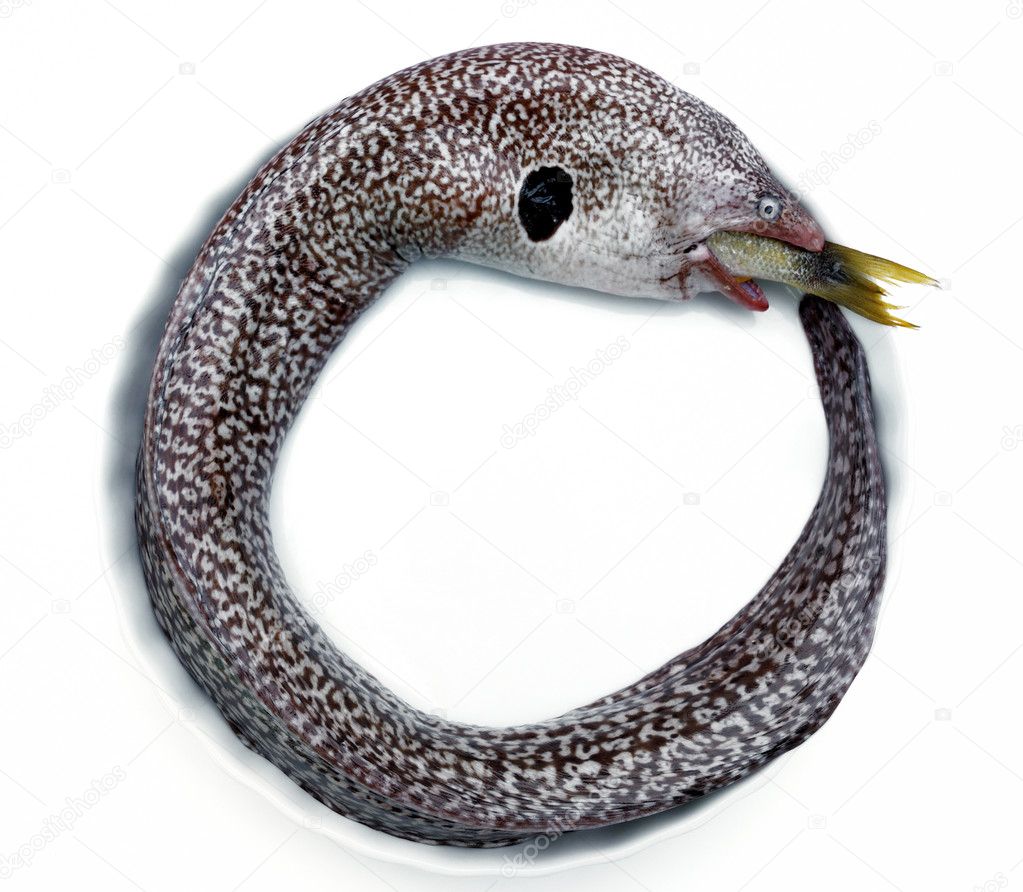 moray eels eating