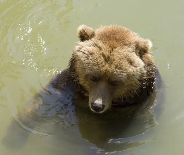 Brown bear swimming in cold water