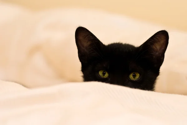 Small black green eye kitten