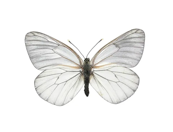 Black-veined White butterfly (Aporia cra by Robert Bied