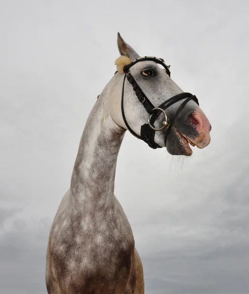 Crazy horse — Stock Photo #1166568