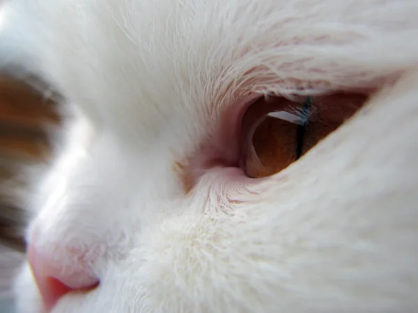 Cat eye and nose closeup — Stock Photo #1359419
