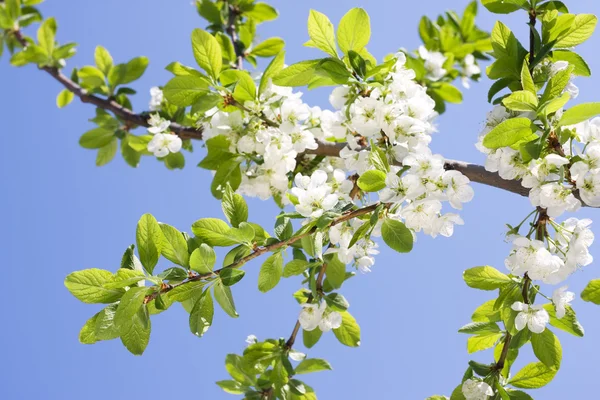 Spring Plum or Cherry leaves and blossom