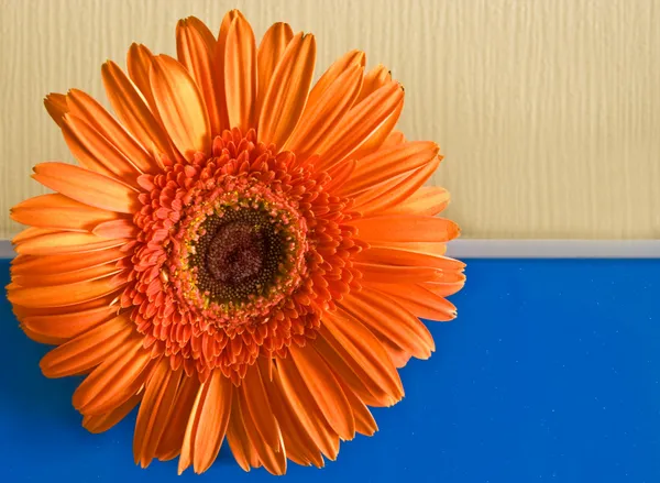Orange flower on the yellow-dark blue ba