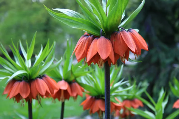 Orange spring flowers