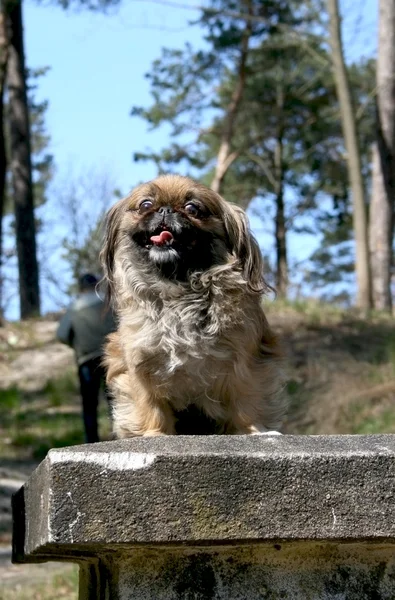 Pekinese on a walk in the forest