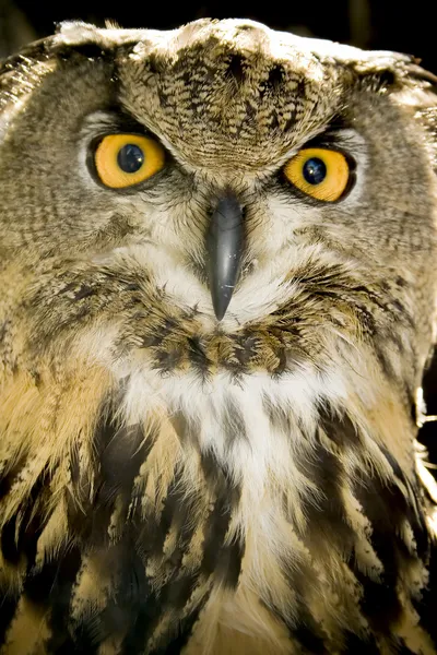 Portrait of wise owl
