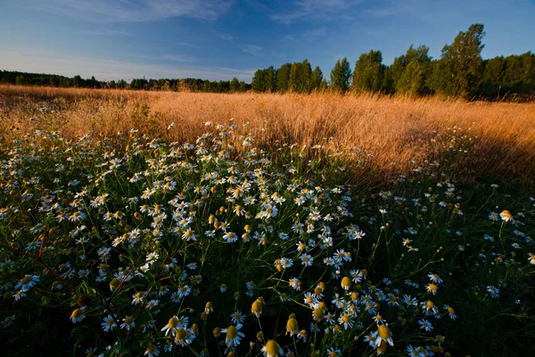 Summer evening landscape with daisies fi