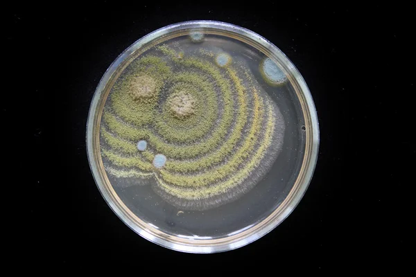 Petri dish with microorganism