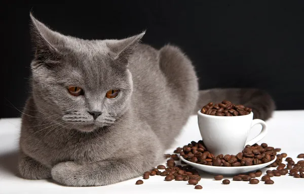 Coffee and cat British shorthair