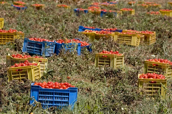 Fresh tomatoes, collected in boxes