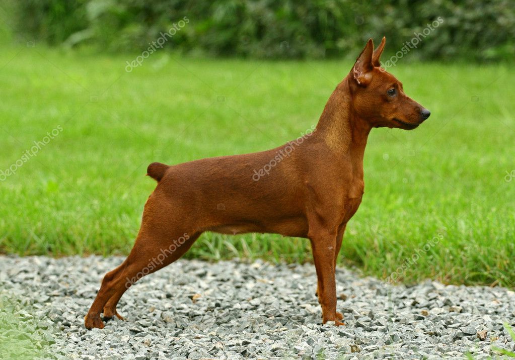 Mini Pinscher Brown