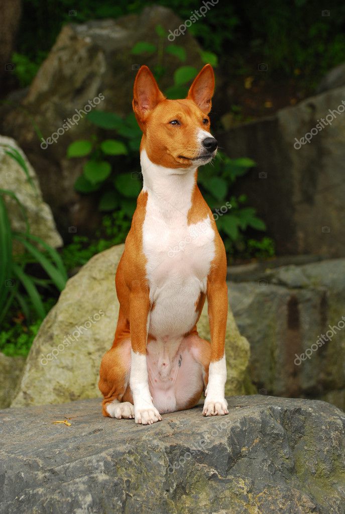 African Basenji