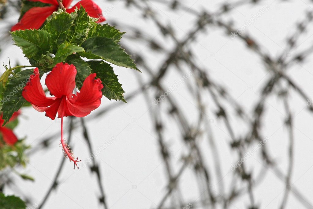 Flower of Freedom — Stock Photo © gsdonlin 1175083