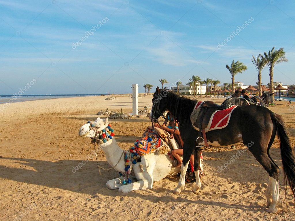 camel and horse