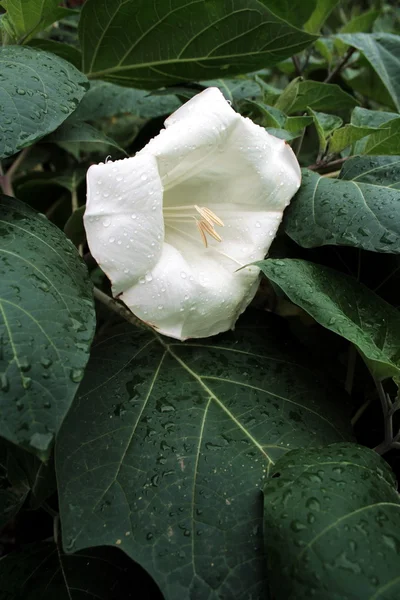 White madonna lily
