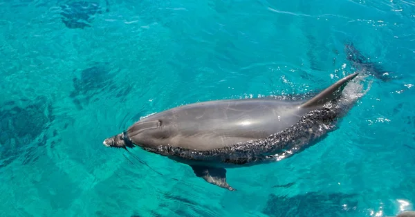 Bottlenose dolphin in green sea