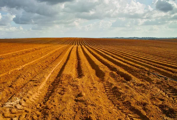 Orange plowed field in perspective