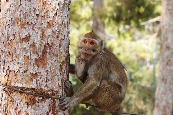 Small sad monkey sits on rope