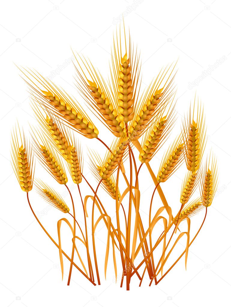 Wheat Ear