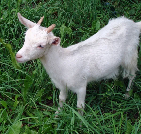 Goats eat a grass