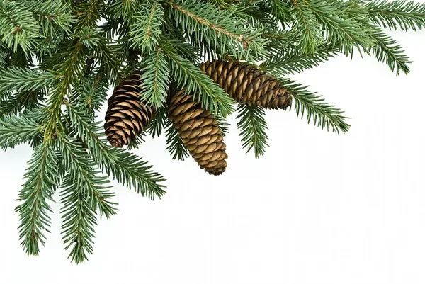 Fir tree branch with cones