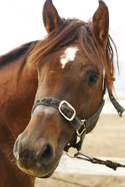 Arabian horse head closeup by Maria Itina Stock Photo Editorial Use Only