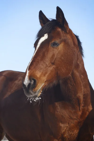 Portrait of chesnut stallion — Stock Photo #1235884