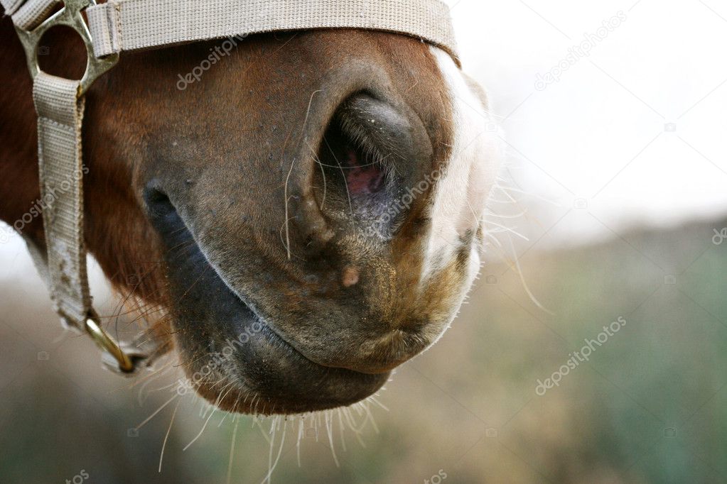 Horse nose — Stock Photo © mari_art 1232177