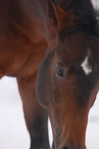 Horse Face Profile