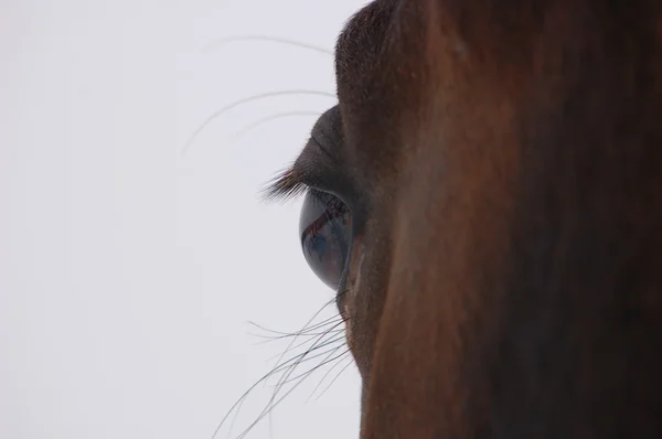 Horse Face Profile