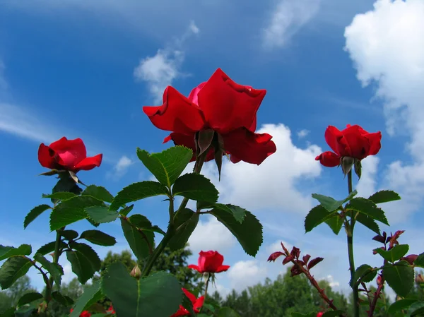 Rose-bush on blue sky background