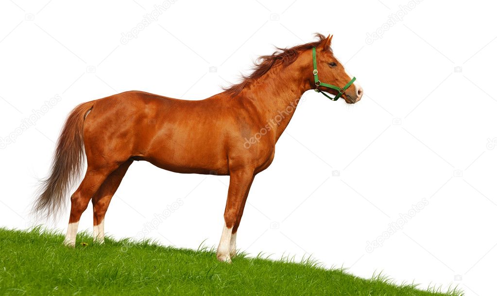 Horse Sorrel