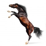 Arabian horse rears - Stock Photo