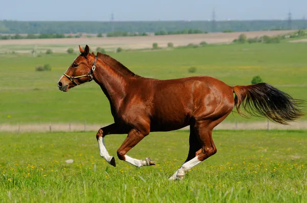 Sorrel stallion